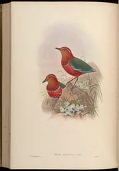 Pitta arquata = Erythropitta arquata